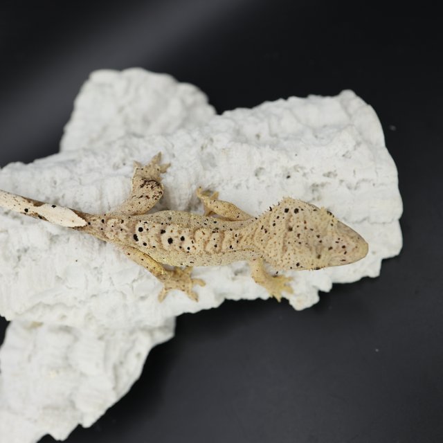 Bi Phantom Patternless Super Dalmatian