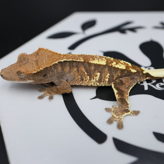 Cappuccino Extreme Harlequin White Pin White Spot