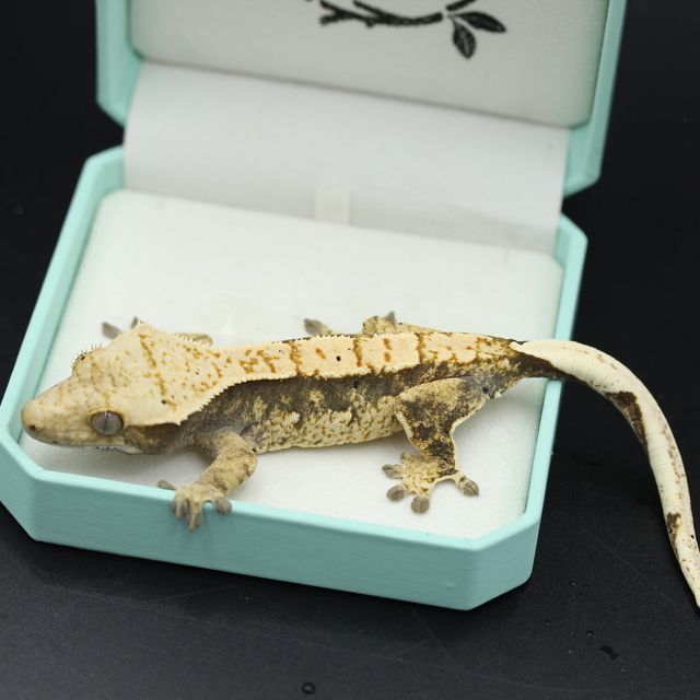 트라이