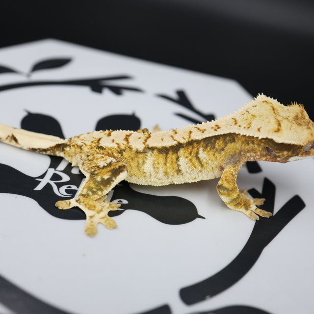 Tri Extreme Harlequin White Pin White Spot Normal