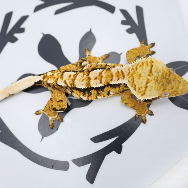 Normal Tri Extreme Harlequin White Spot White Pin