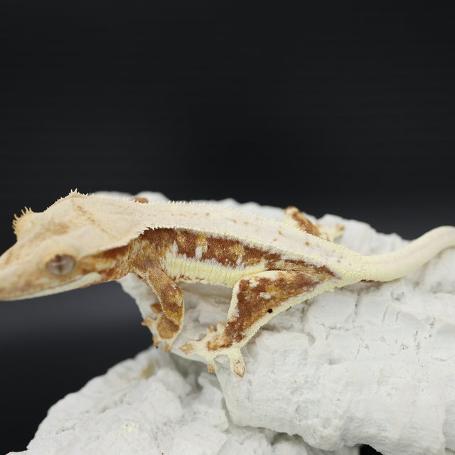 Red Tri Drippy Lilly White