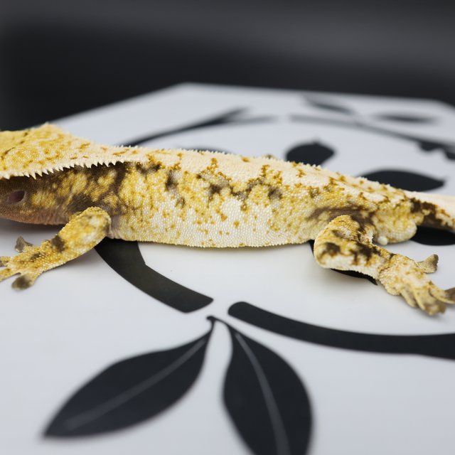 Normal Tri Extreme Harlequin Drippy White Spot White Pin