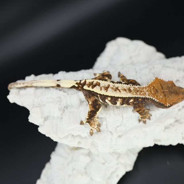 세이블 트라이 화이트스팟 화이트핀 화이트크라운 텐저린