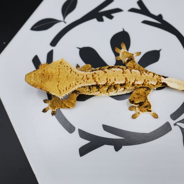 Normal Tri Extreme Harlequin White Spot