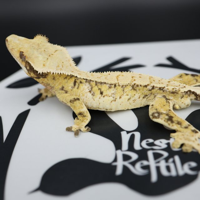 Normal Tri Full Pinstripe Pinstripe Drippy White Spot