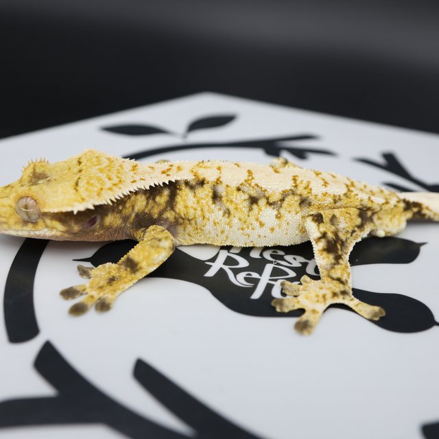 Normal Tri Extreme Harlequin Drippy White Spot White Pin