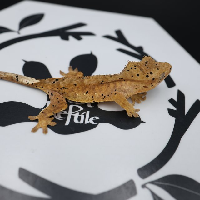 Dalmatian Super Dalmatian Normal