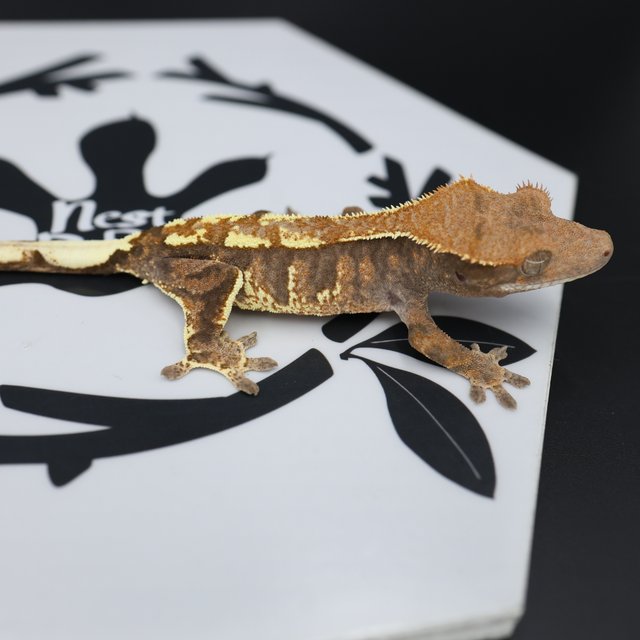 Cappuccino Extreme Harlequin White Pin White Spot