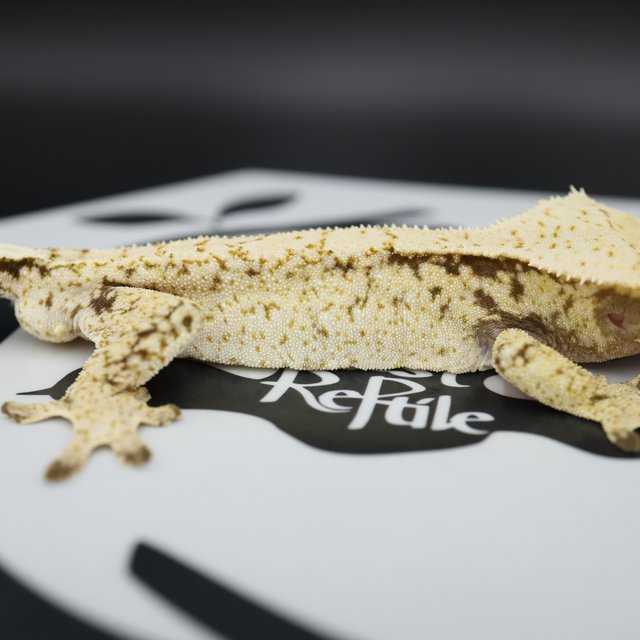 Normal Tri Drippy Extreme Harlequin White Spot White Pin