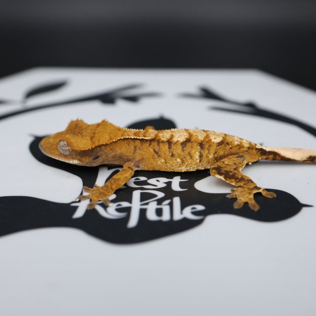 Normal Tri Tangerine Extreme Harlequin White Spot