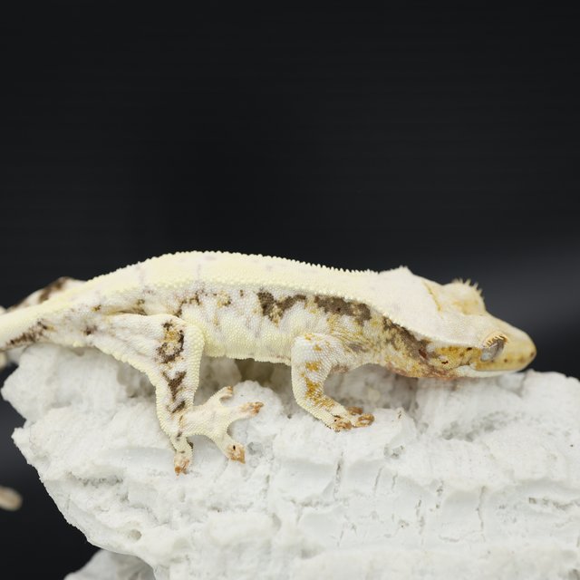 Drippy Solid Back Tri Lilly White