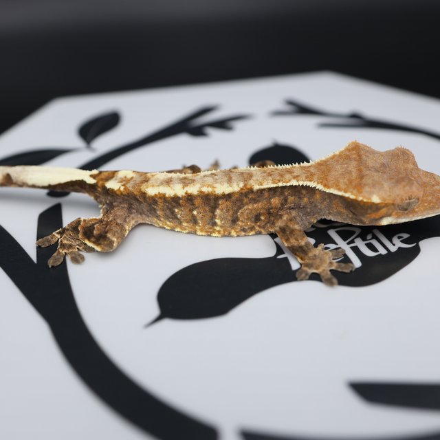 Normal Tri Extreme Harlequin Cappuccino White Spot White Pin