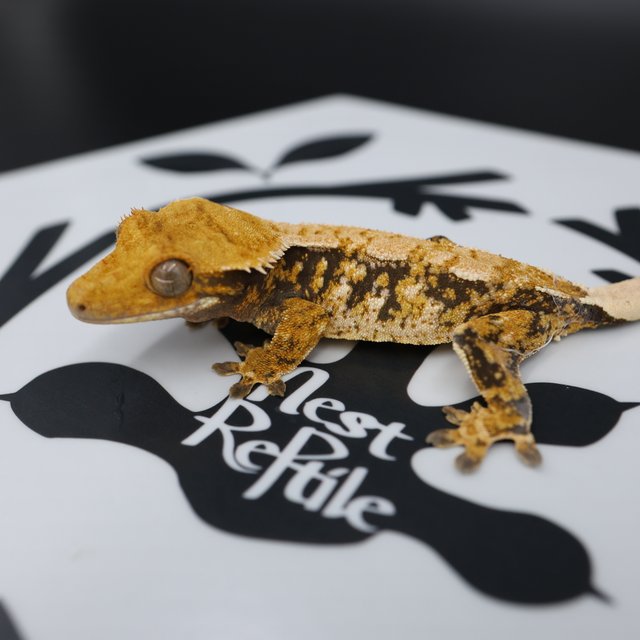 Normal Tri Extreme Harlequin White Pin White Spot Tangerine