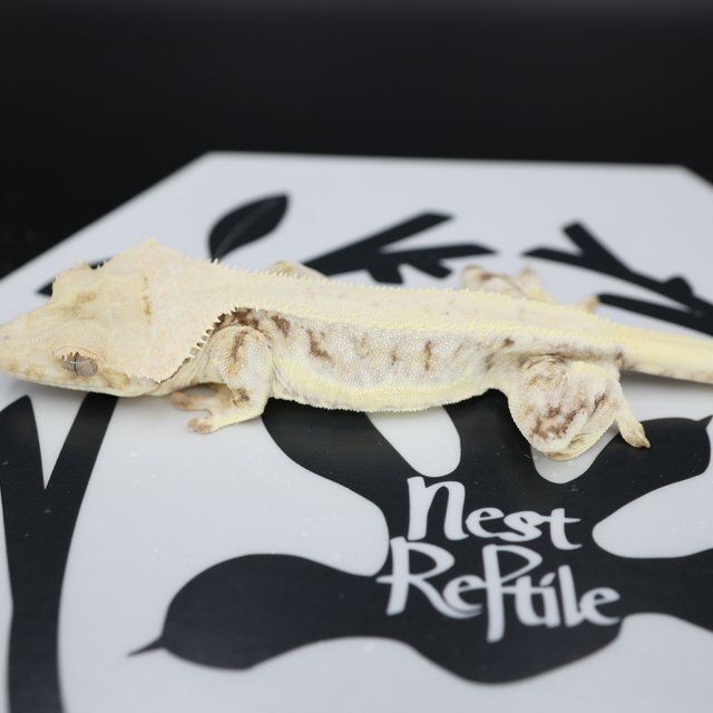 Lilly White White Spot Drippy Solid Back White Pin