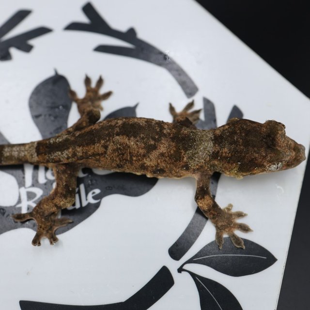 파인아일랜드 화이트카라