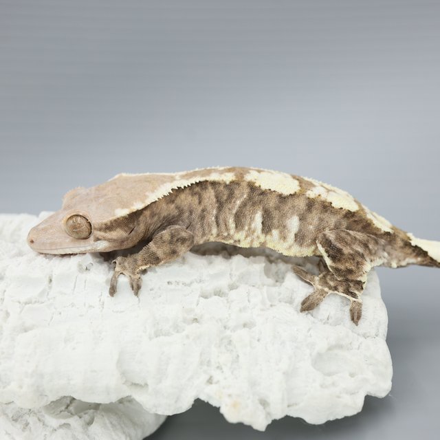 Tri White Spot White Pin Cappuccino