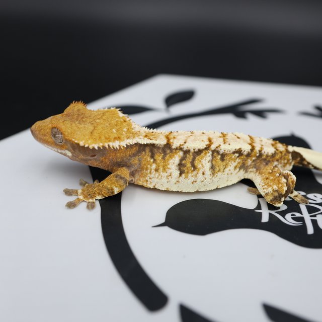 Normal Tri Extreme Harlequin White Spot White Pin Tangerine