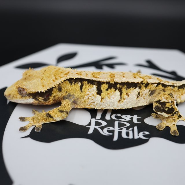 Tri Extreme Harlequin White Pin White Spot Normal