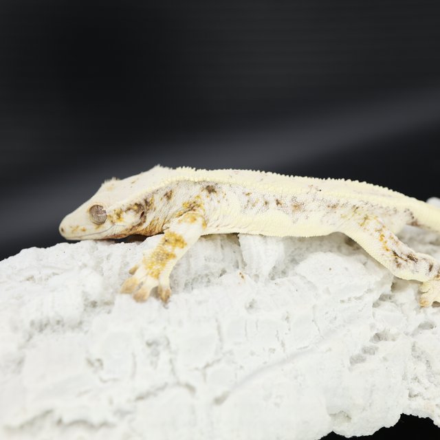 릴리화이트 트라이 드리피 화이트스팟