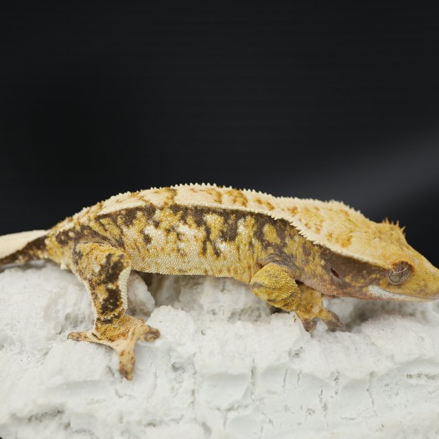 Tri Extreme Harlequin White Pin White Spot White Crown Drippy