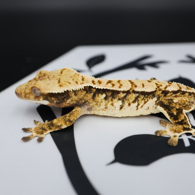 Tri Extreme Harlequin White Pin White Spot Normal