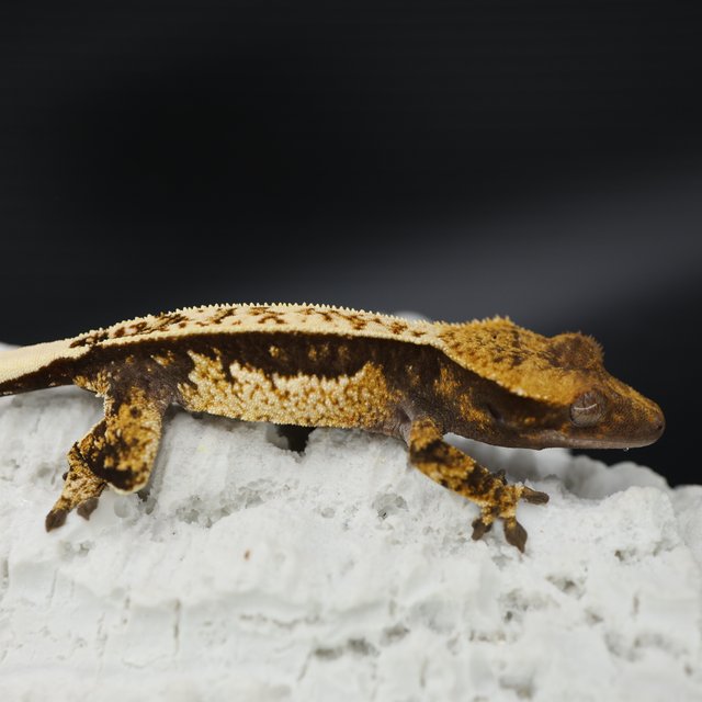 블랙 화이트 화이트스팟 화이트핀 화이트크라운