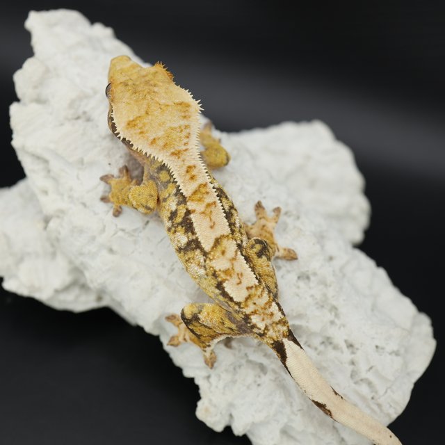 Tri Extreme Harlequin White Pin White Spot White Crown Drippy