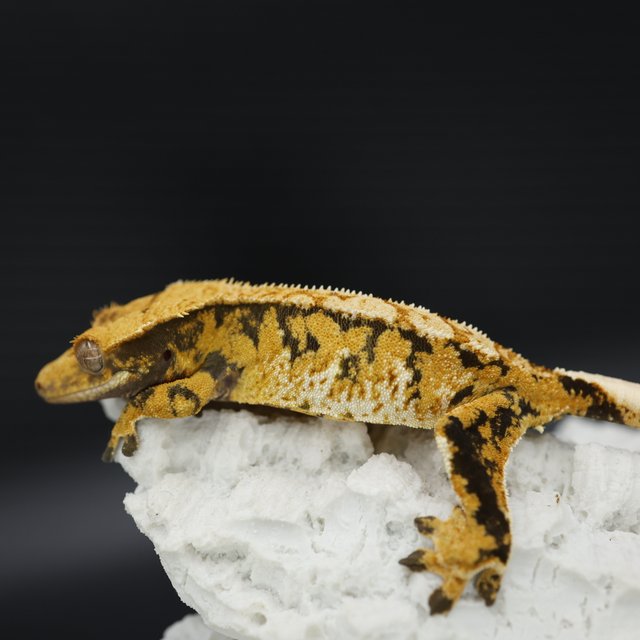 트라이 익스트림할리퀸 텐저린 화이트스팟