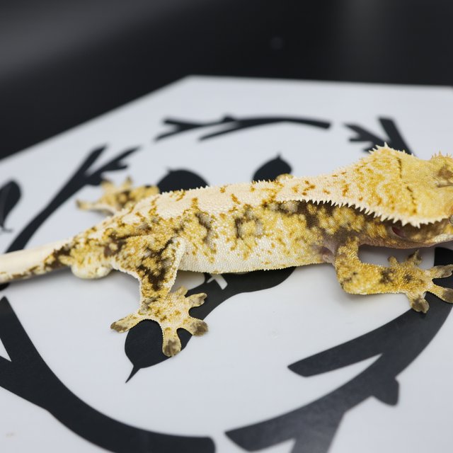 Normal Tri Extreme Harlequin Drippy White Spot White Pin