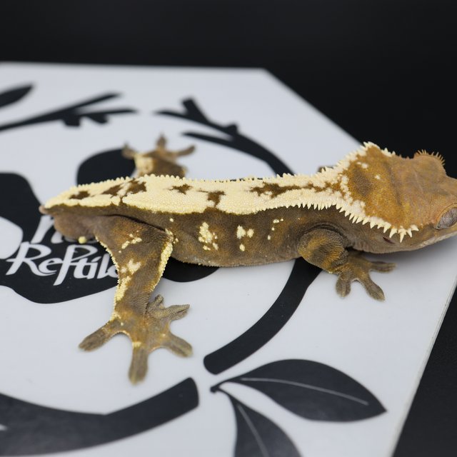 Normal Sable Extreme Harlequin White Spot White Pin