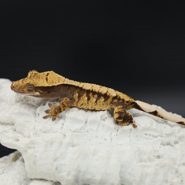 Tri Extreme Harlequin White Spot White Crown