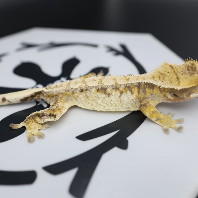 Normal Tri Drippy Extreme Harlequin White Spot White Pin