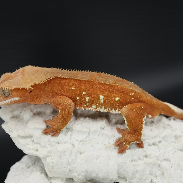 Bi Patternless Phantom Red White Porthole