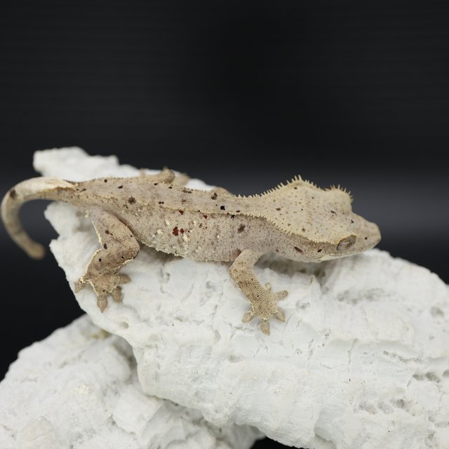 Patternless Phantom Bi Super Dalmatian Dalmatian