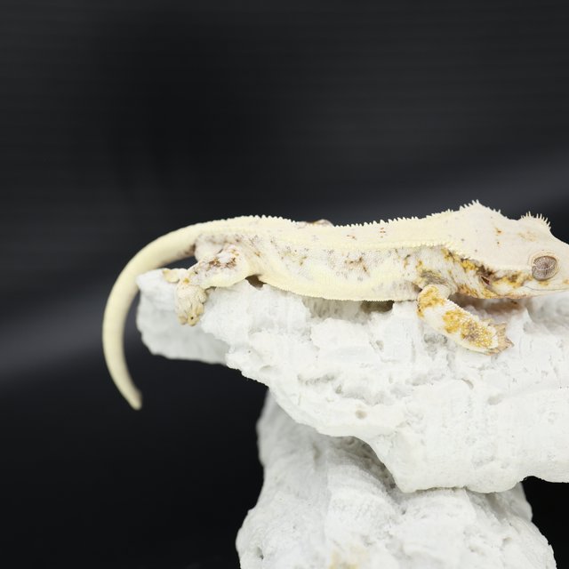 릴리화이트 트라이 드리피 화이트스팟