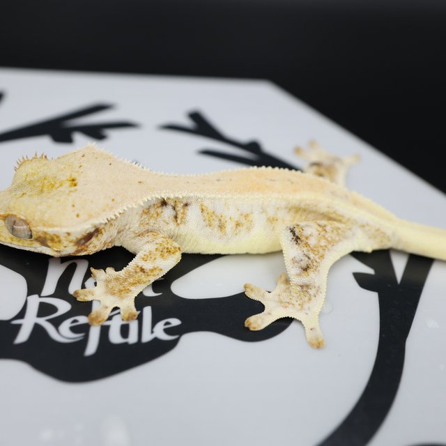 Lilly White White Spot Drippy Solid Back Full Pinstripe White Pin