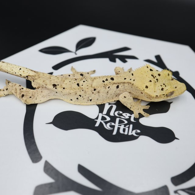 Dalmatian Super Dalmatian Normal