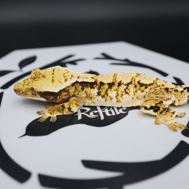 Tri Extreme Harlequin White Pin White Spot Normal