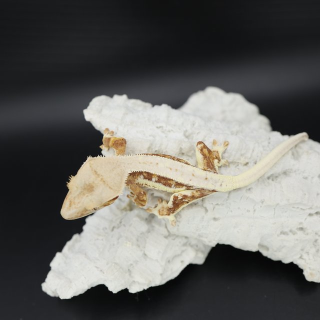 Red Tri Drippy Lilly White