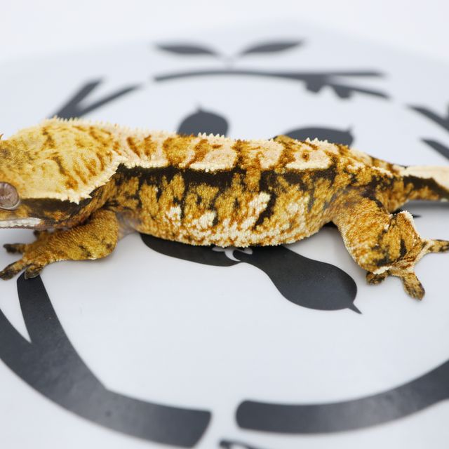 Normal Tri Extreme Harlequin White Spot White Pin