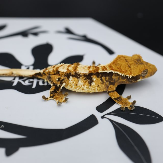 Normal Tri Extreme Harlequin White Spot Tangerine White Pin