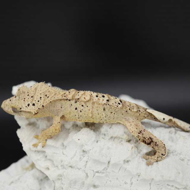 Bi Phantom Patternless Super Dalmatian