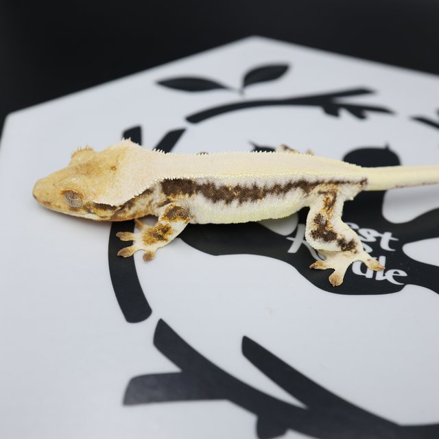 Lilly White Drippy White Spot Full Pinstripe White Pin