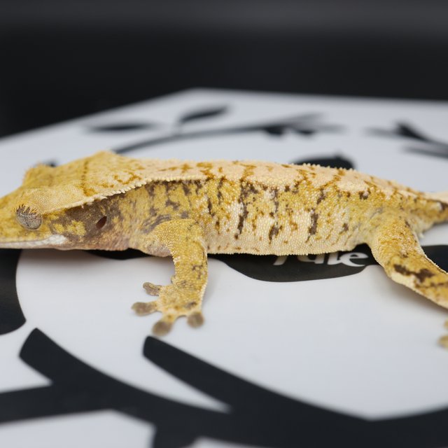 Tri Extreme Harlequin White Pin White Spot Normal