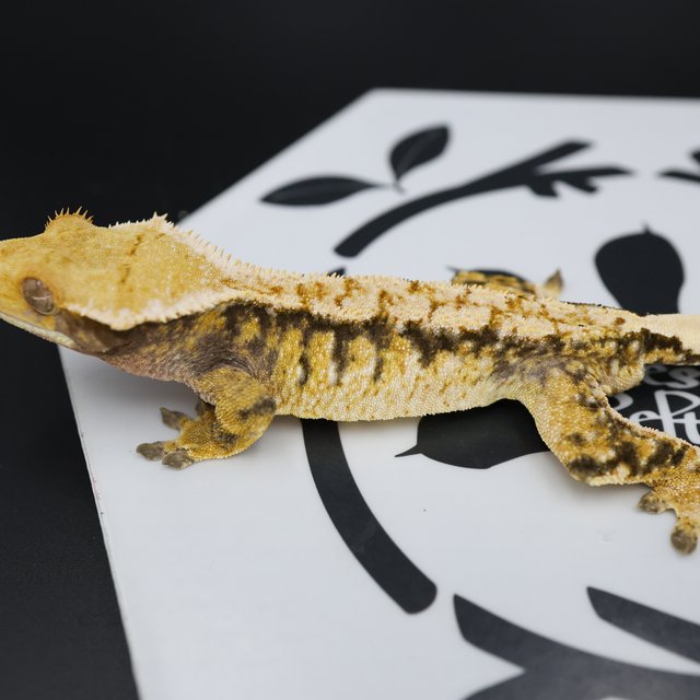 Normal Tri Extreme Harlequin White Spot White Pin Drippy