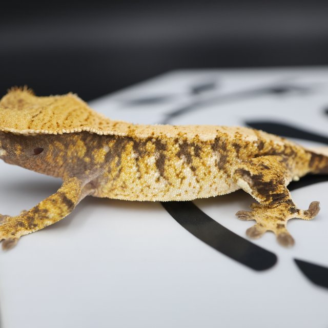 Normal Tri Extreme Harlequin White Spot Drippy Solid Back