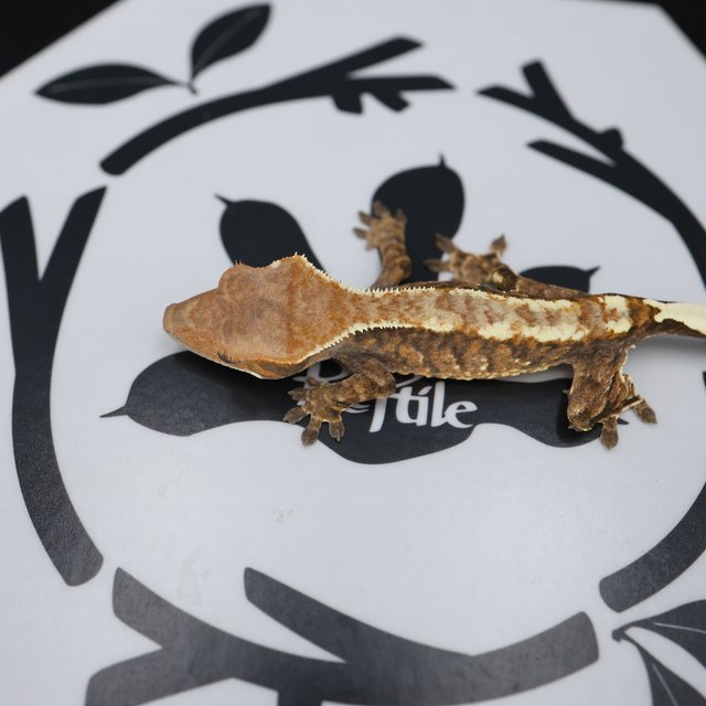 Normal Tri Extreme Harlequin Cappuccino White Spot White Pin