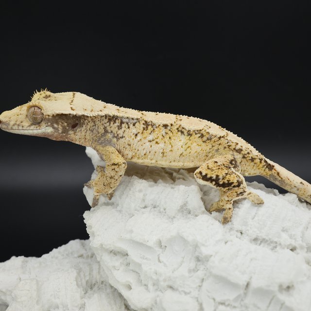 Normal Tri Extreme Harlequin White Spot White Pin White Crown