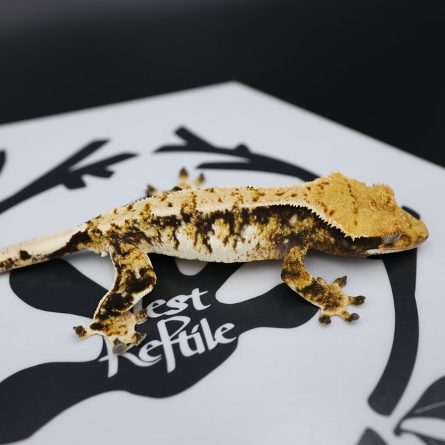 Normal Tri Extreme Harlequin White Spot White Pin